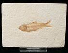 Bargain Knightia Fossil Fish - Wyoming #15981-1